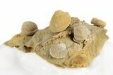 Miniature Fossil Cluster (Ammonites, Crinoid Stem) - France #248443-1